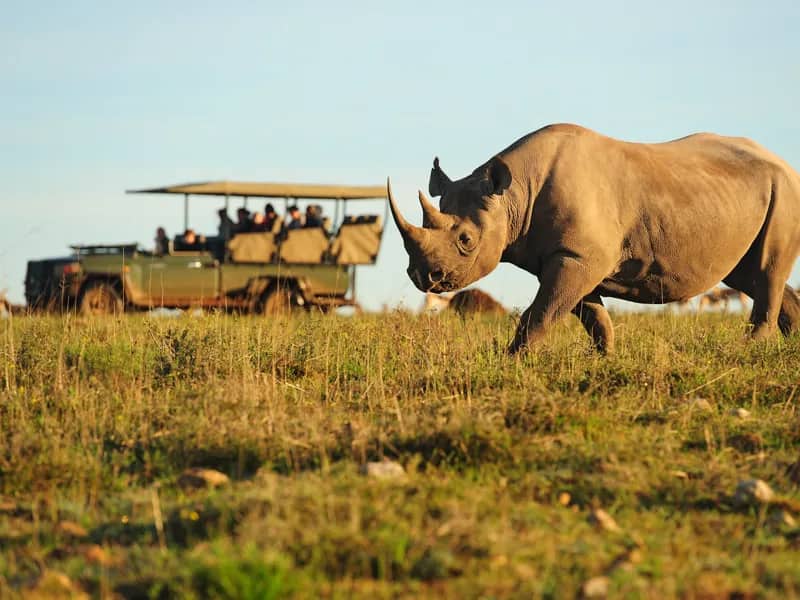 Nashorn - Wild Life Projekt Südafrika, Freiwilligenarbeit