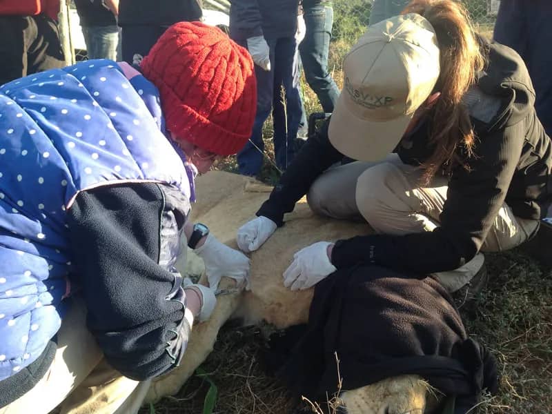 Freiwillige helfen dem Tierarzt - Wild Life Projekt Südafrika