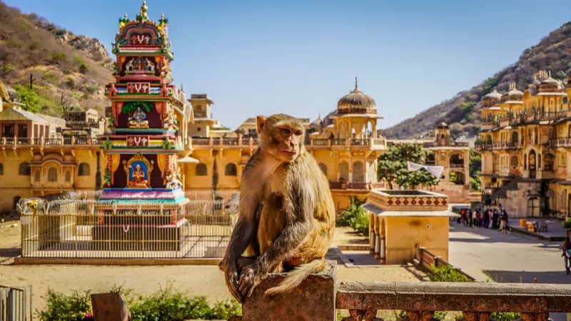 Freiwilligenarbeit in Indien