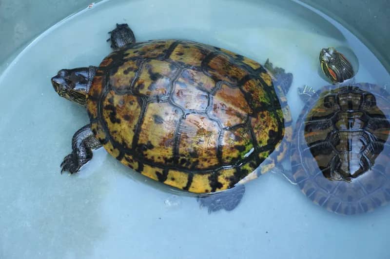 Tierpflege in Florianópolis