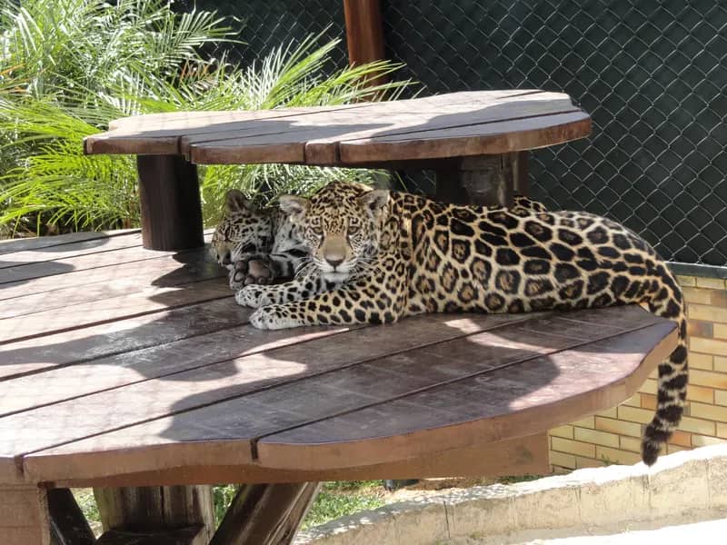 Großkatze im Artenschutzprojekt Brasilien