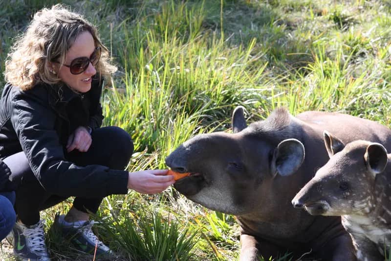 Tapir im Artenschutzprojekt Brasilien