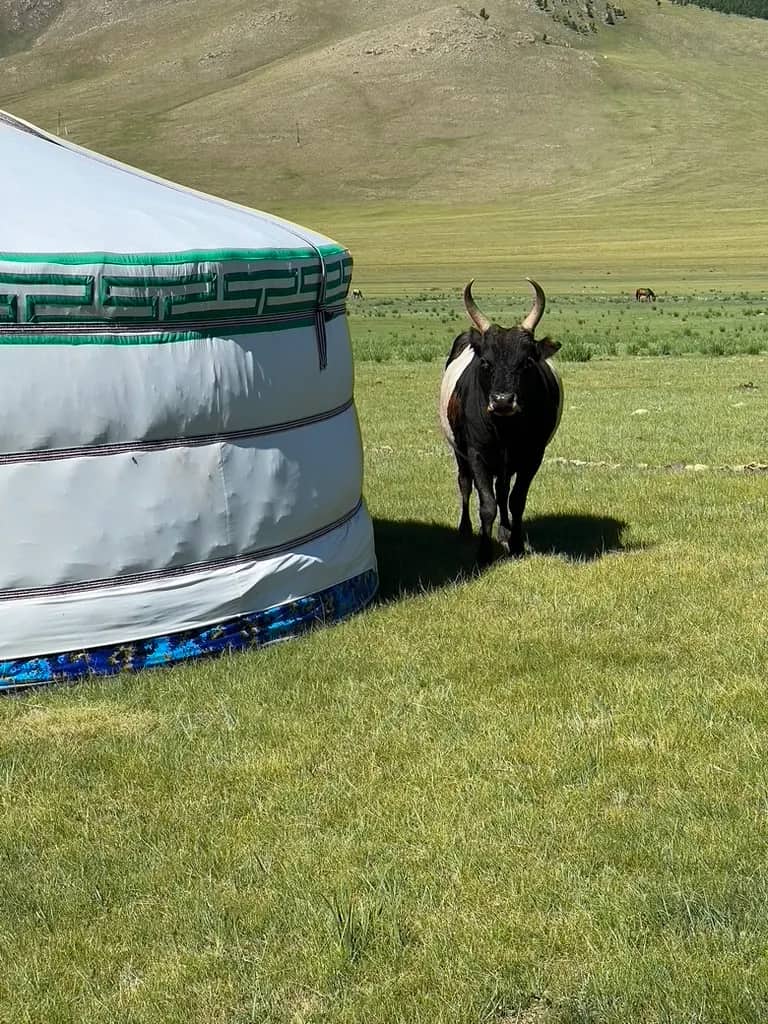 Eindrücke aus der Mongolei – Freiwilligenarbeit (3)