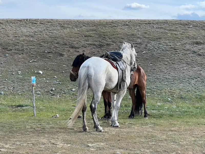 Eindrücke aus der Mongolei – Freiwilligenarbeit (4)