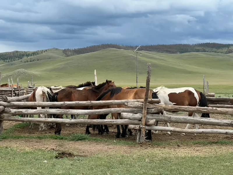 Eindrücke aus der Mongolei – Freiwilligenarbeit (9)