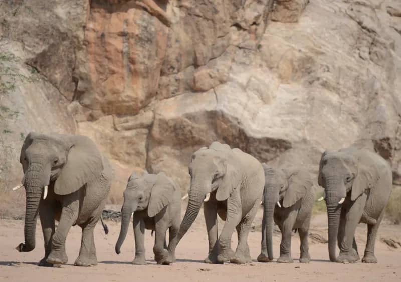 Elefanten-Schutzprojekt in Namibia (14)