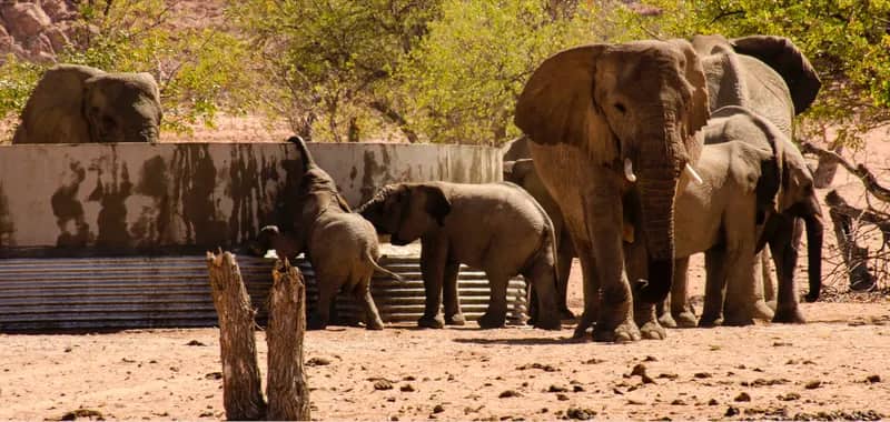 Elefanten-Schutzprojekt in Namibia (15)