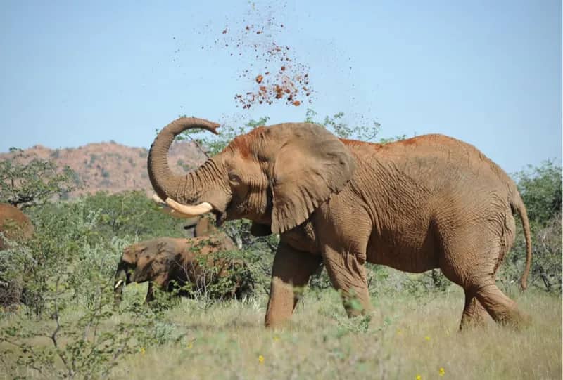 Elefanten-Schutzprojekt in Namibia (16)