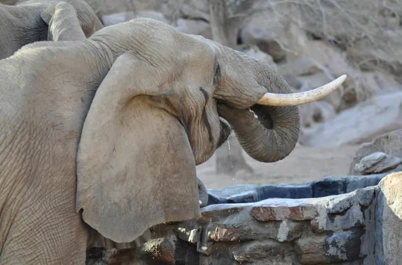 Elefanten-Schutzprojekt in Namibia (2)