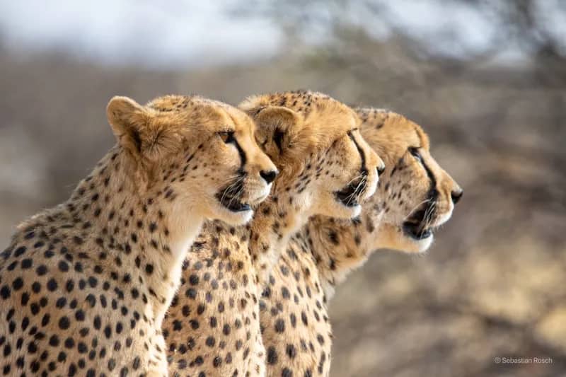 Wildlife-Conservation-Projekt in Namibia (1)