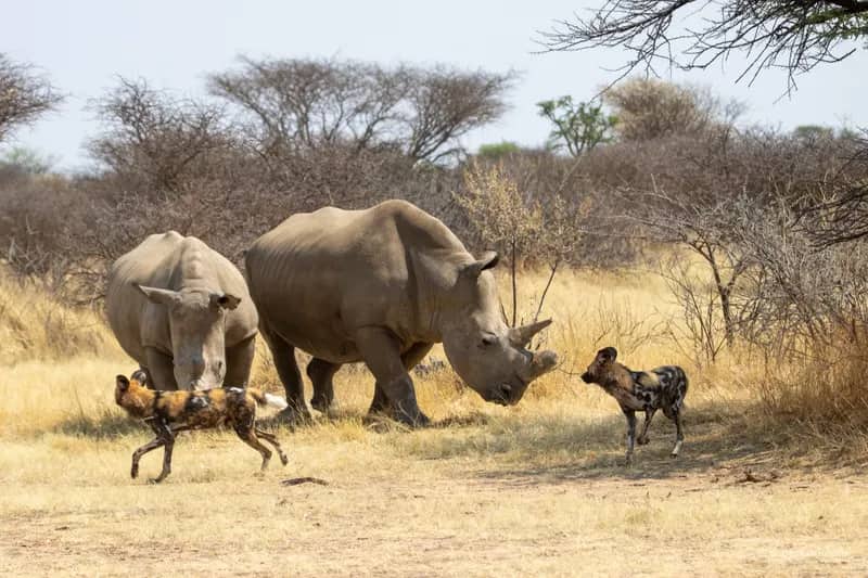 Wildlife-Conservation-Projekt in Namibia (10)