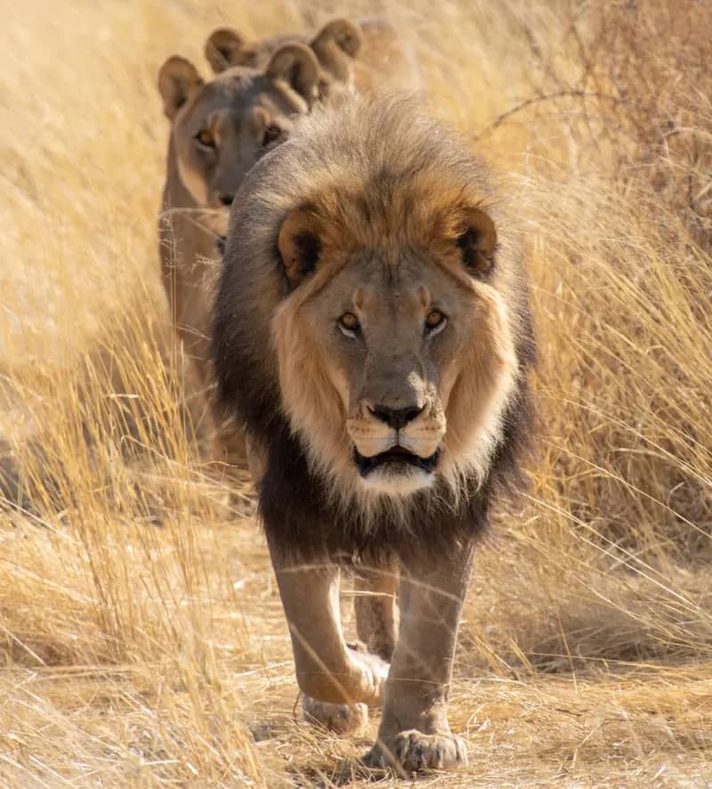 Wildlife-Conservation-Projekt in Namibia (11)
