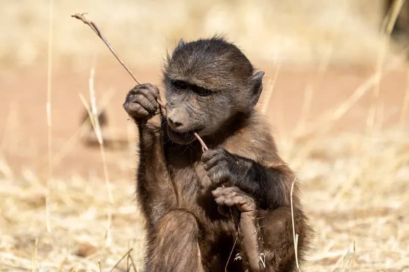 Wildlife-Conservation-Projekt in Namibia (12)