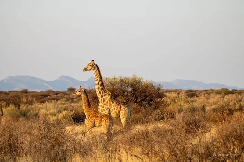 Wildlife-Conservation-Projekt in Namibia (13)