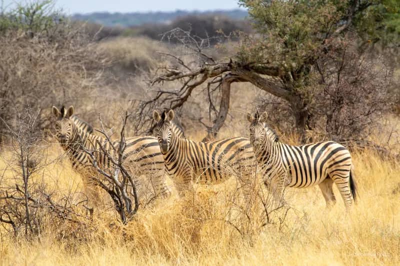 Wildlife-Conservation-Projekt in Namibia (14)