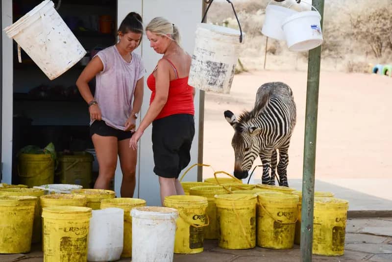 Wildlife-Conservation-Projekt in Namibia (2)