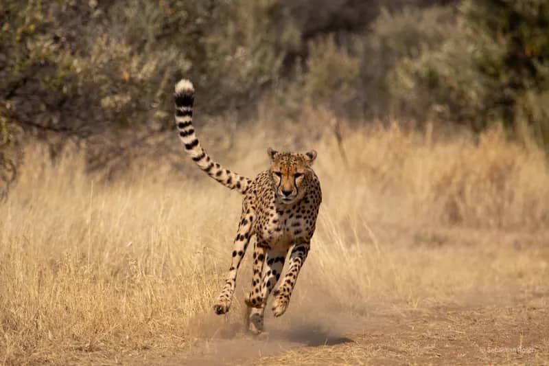 Wildlife-Conservation-Projekt in Namibia (9)