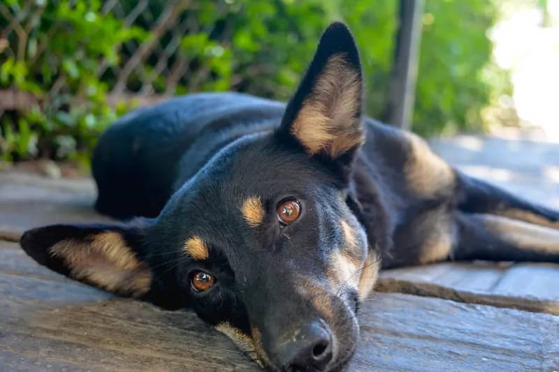 Schutzprojekt für Straßenhunde Nepal – Rettung und Pflege von Hunden in Kathmandu