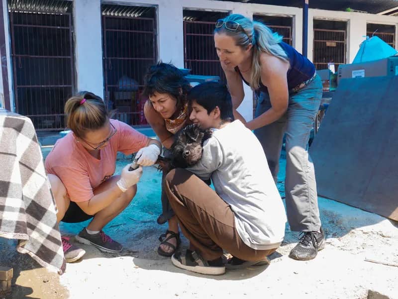 Gerettete Straßenhunde im Tierheim in Kathmandu