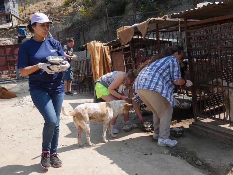 Hundeschutzprojekt in Nepal