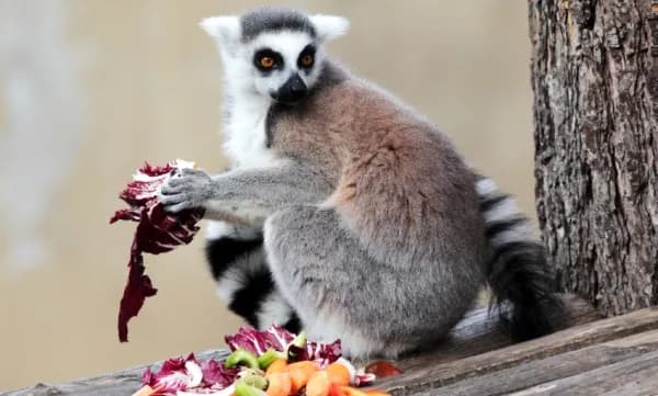 Lemur Madagaskar