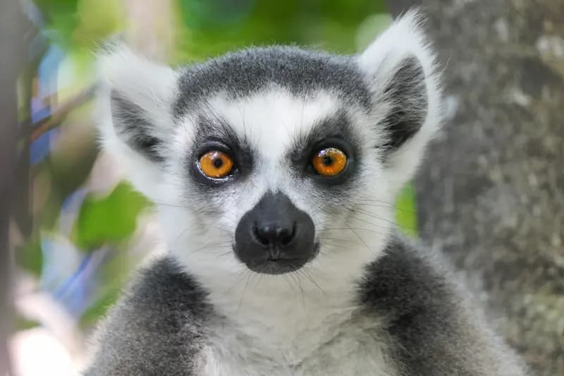 Lemurenprojekt Madagaskar - Freiwilligenarbeit