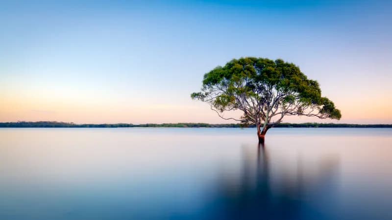 Mangrovenprojekt Madagaskar - Freiwilligenarbeit