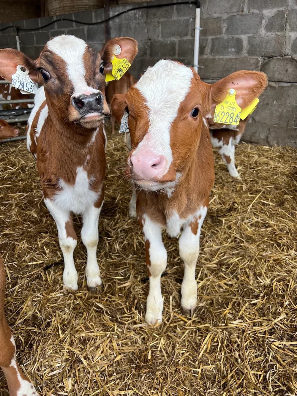 Besuch bei unserer Partnerorganisation für landwirtschaftliche Praktika in Irland