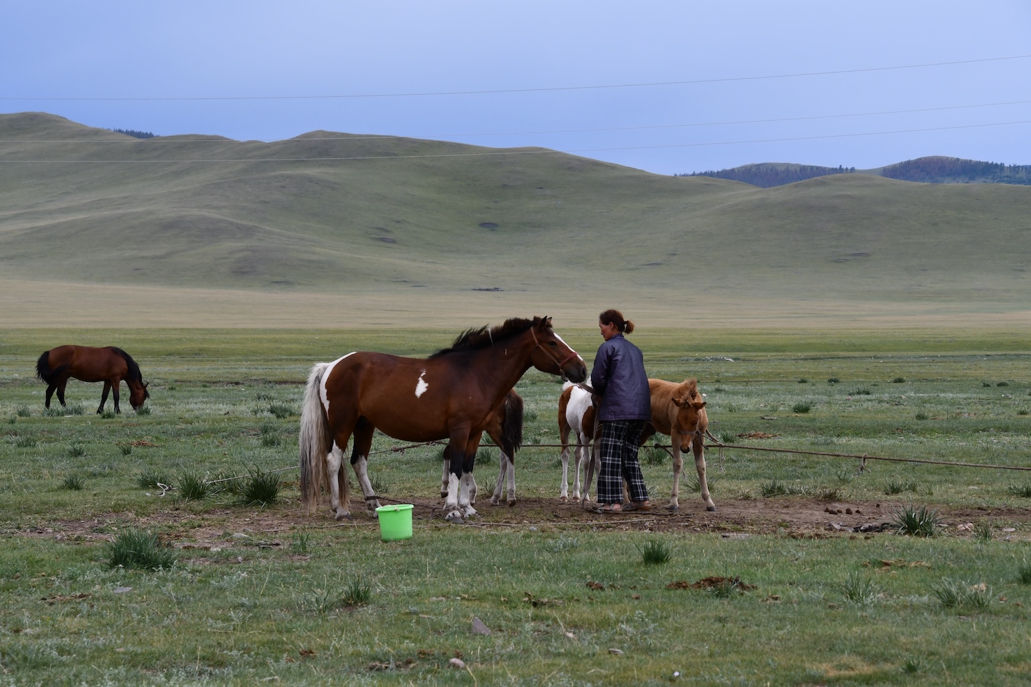 Nomaden mit Pferden in der Mongolei