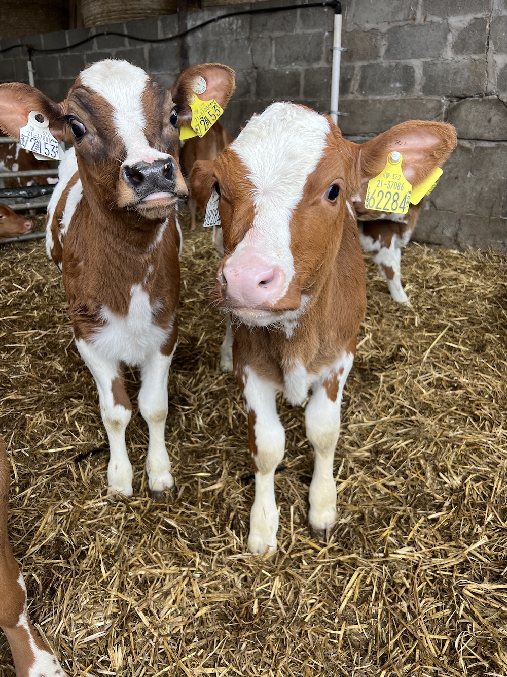 Die Dairyfarm in Irland für Praktika